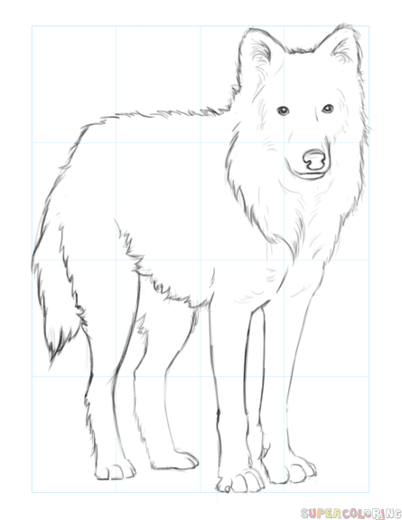 Learn how to draw a wolf quickly & easily! How To Draw An Arctic Wolf Step By Step Drawing Tutorials