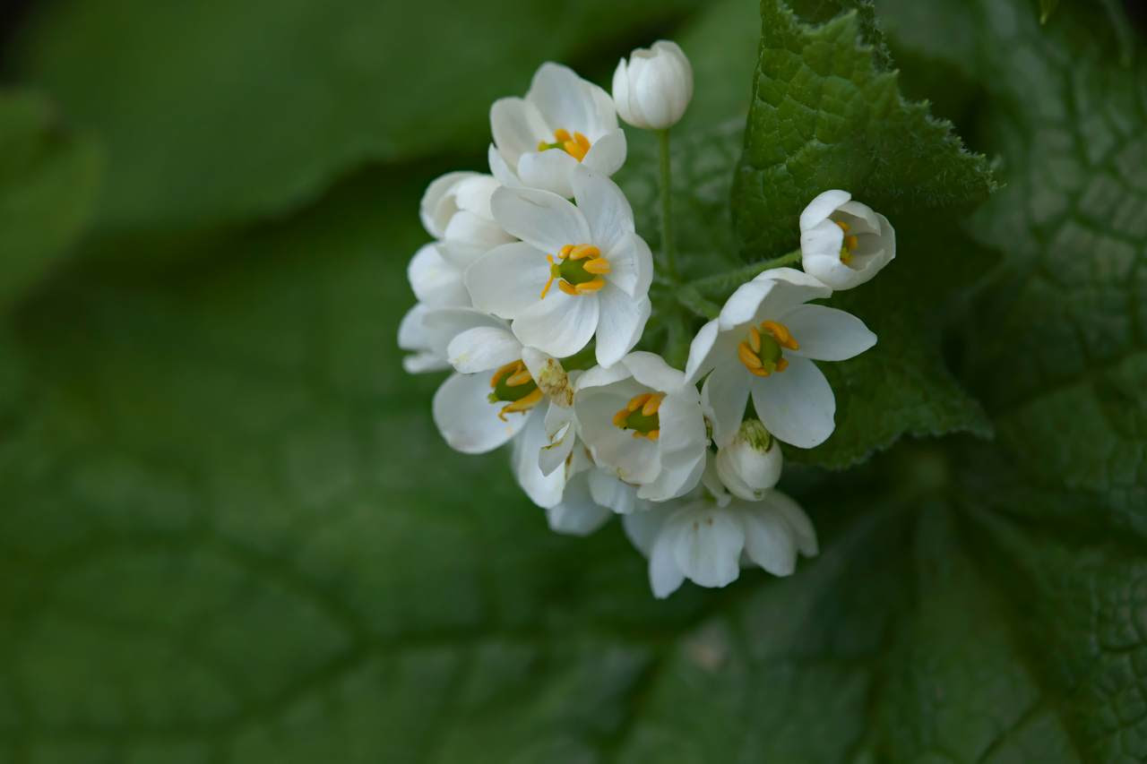 http://wildplantsshimane.jp/Plates/Diphylleia_grayi_N14.jpg