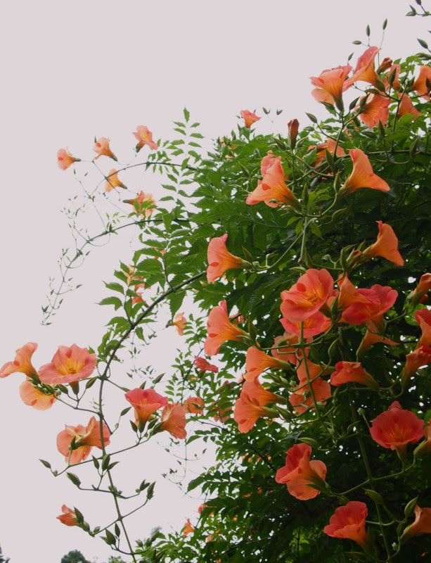 最高の花 ツル 最高の花の画像