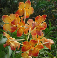 PENGGEMAR ORKID MALAYSIA: Orkid di Mantin