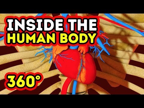 Ketahui WHAT HAPPENS INSIDE YOUR BODY 360 VR Video Cat 