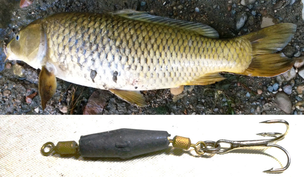 最高かつ最も包括的な鯉 ワーム釣り 魚のすべて