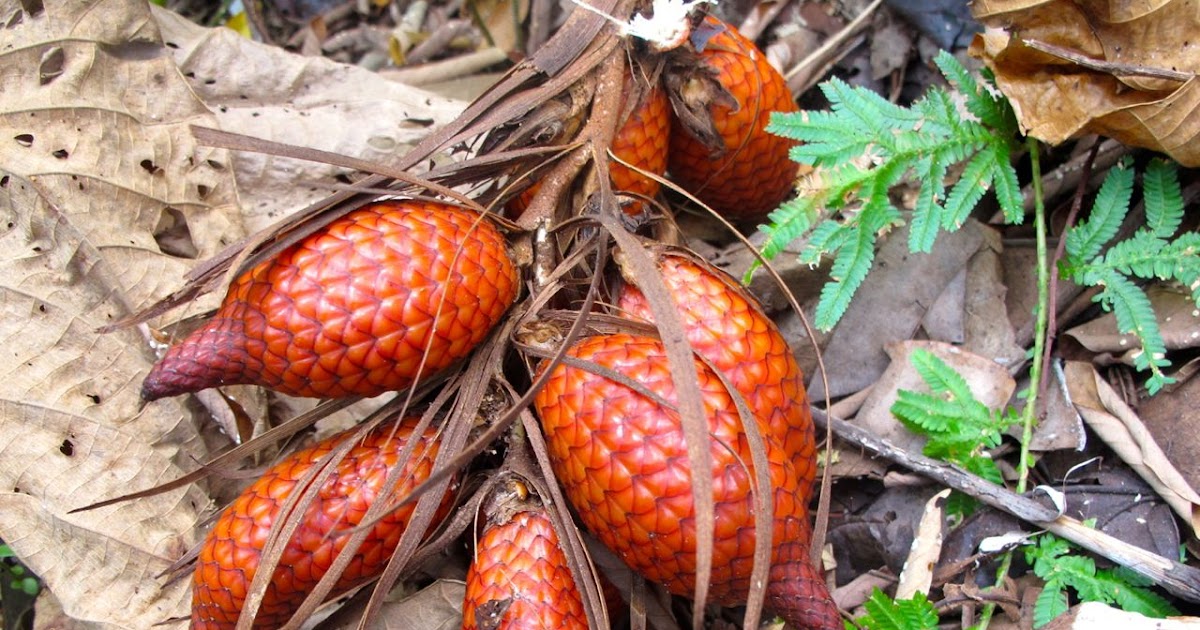 Paling Keren 28 Gambar Buah Rotan Gani Gambar