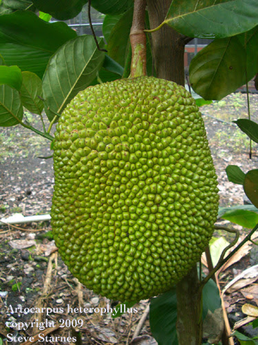 Most of these fruits can be found at farmers' markets that occur on certain days of the week all over the islands. Tropical Fruit And Nut Plants