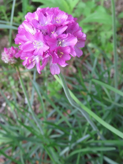 美しい花の画像 これまでで最高のピンク 丸い 花