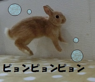 すべての動物の画像 トップ100うさぎ ジャンプ