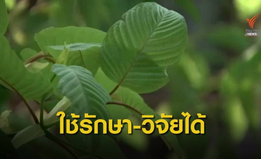 กระท่อมเป็นพืชยืนต้นขนาดกลางชนิดหนึ่ง พบมากในแถบทวีปเอเชีย เช่น ประเทศอินเดีย ไทย ฯลฯ (จัดเป็นยาเสพติดประเภท ๕ ตาม. à¸„à¸£à¸¡ à¹€à¸« à¸™à¸Šà¸­à¸šà¸ž à¸£ à¸š à¸ž à¸Šà¸à¸£à¸°à¸— à¸­à¸¡ à¹ƒà¸Š à¹€à¸ž à¸­à¸£ à¸à¸©à¸² à¸§ à¸ˆ à¸¢
