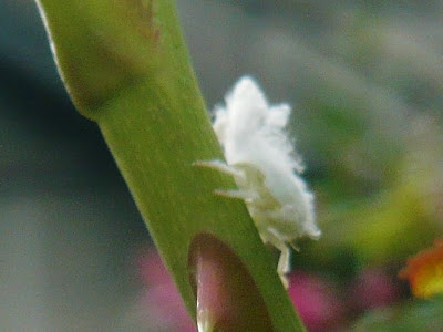 いろいろ 白い 虫 ふわふわ 205463-白い フワフワ 虫