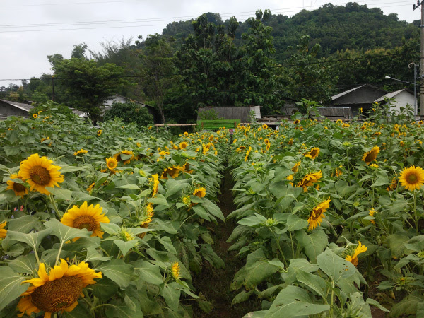 Namun untuk bisa berbunga sepertinya butuh waktu sekitar 90 hari. Hamparan Bunga Matahari Di Kebun Bunga Matahari Kediri