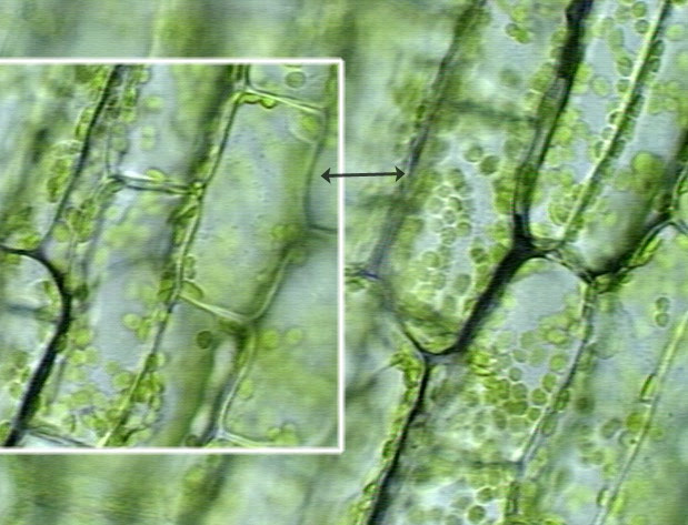 Figure 1 effects of hypertonic, isotonic and hypotonic solutions on plant cells. Chloroplasts Biology Of Cells