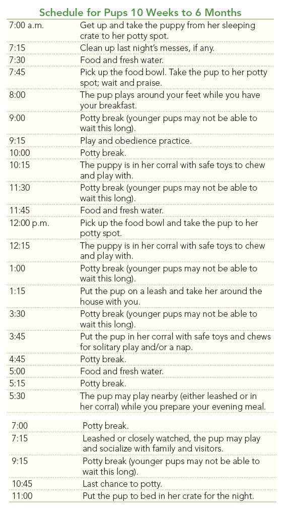 57 Best Photos 6 Week Puppy Feeding Schedule : Puppy Feeding Schedule + 11 Feeding Tips | Dog food ...