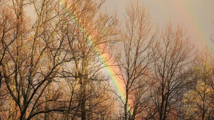 Un (double) arc-en-ciel à travers les arbres d'une forêt en automne