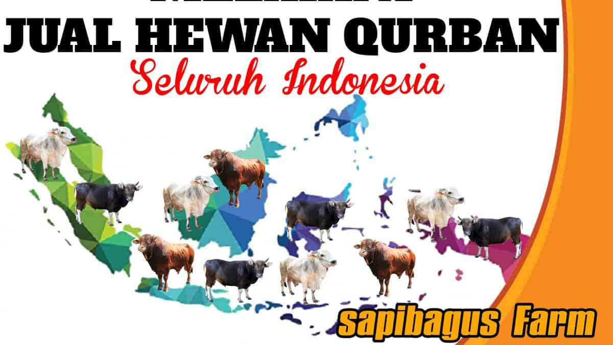 Jual Sapi Qurban Cirebon - Zentoh