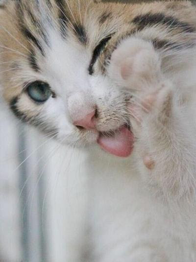 驚くばかり猫 可愛い 自覚 最高の動物画像
