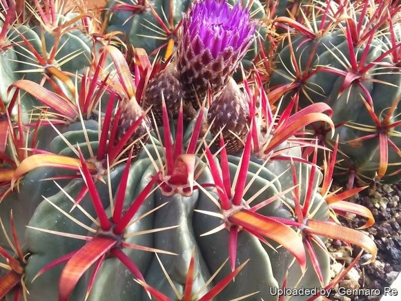 The devil's tongue barrel has pinkish purple or yellow flowers, 1 to 1.5 inches in diameter (2.5 to 3.5 cm). Bisnaga Recurva Subs Latispina