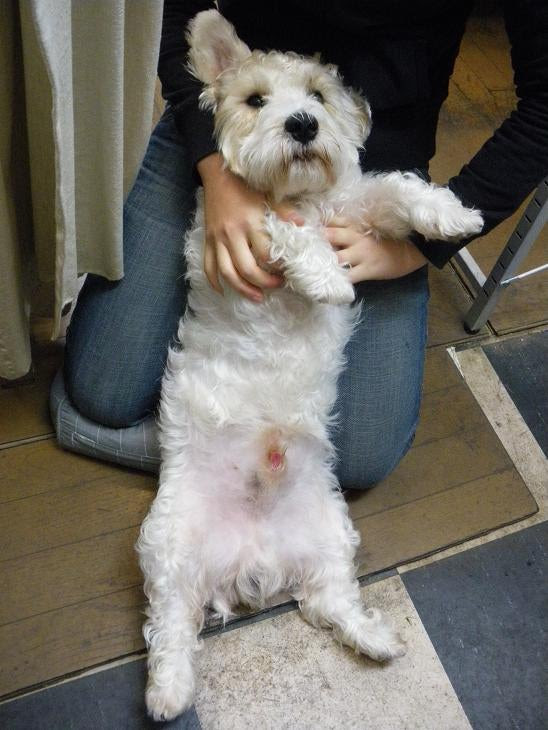 Hd限定 犬 赤チン 画像動物フリー