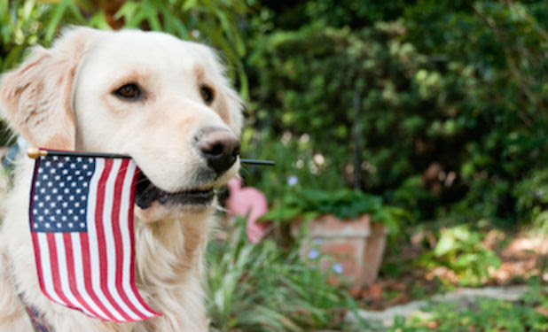 Photo of dog holding a USA flag in its mouth/