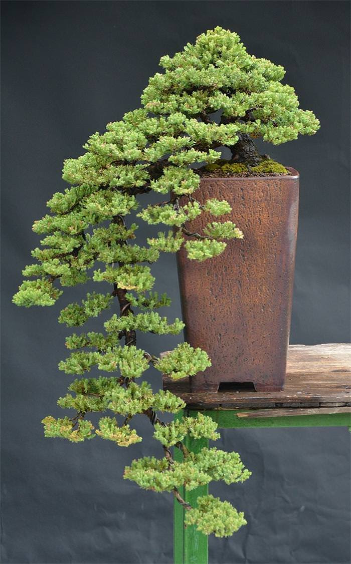 cây bonsai