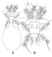 In one particualr symbiotic relationship between. Mites Affecting Humans