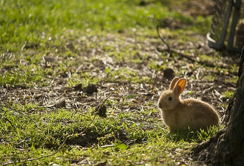 無料ダウンロードうさぎ 赤ちゃん 育て 方 最高の動物画像