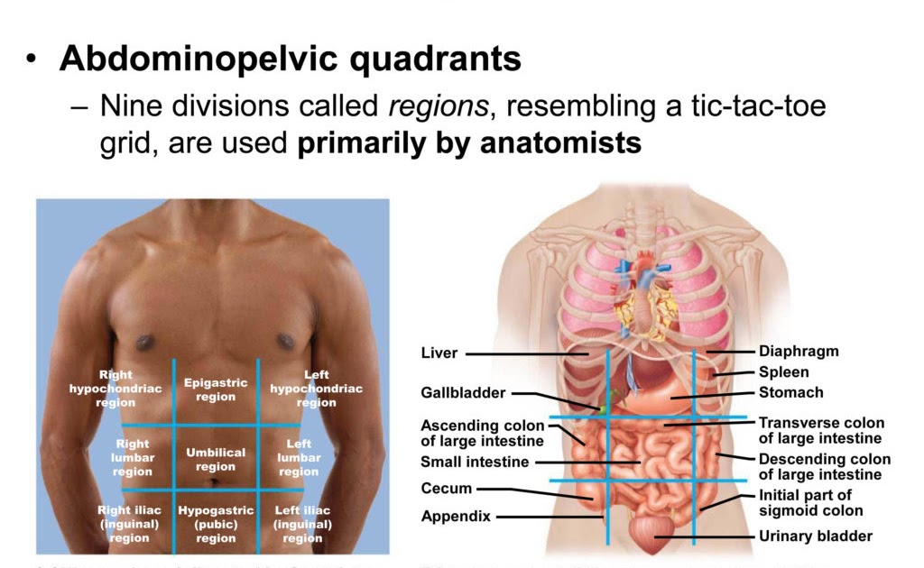 Anatomy Quadrants : Medivisuals Normal Lower Right Quadrant Rlq Anatomy Medical Illustration ...