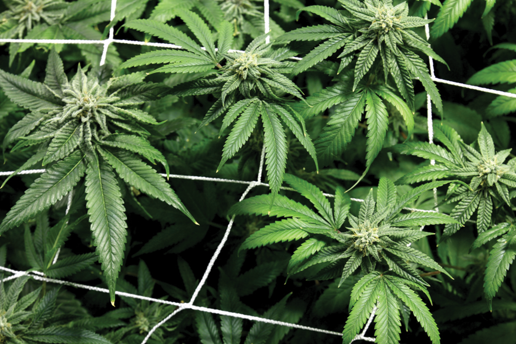 Jun 24, 2021 · baby weed plants have different light requirements, so you may wish to buy a separate grow light for this purpose. 3 Tips For Better Canopy Management Cannabis Business Times