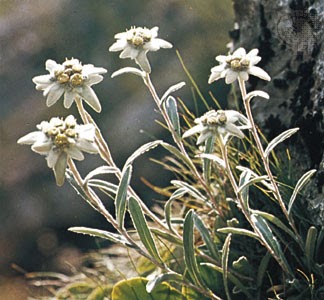 Mengenal Tentang bunga edelweis, bunga keabadian | serba-serbi