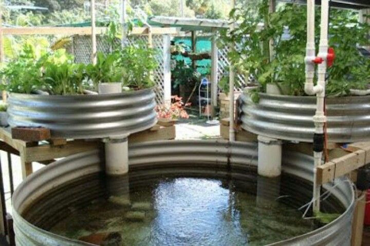DI system: Backyard aquaponics hydroponics