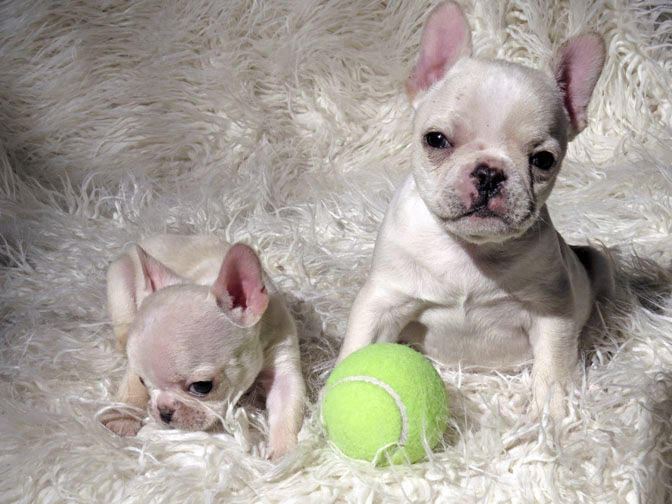 88+ French Bulldog Puppies For Sale Nyc - l2sanpiero