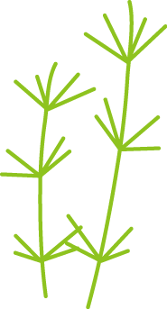 すべての動物の画像 50 素晴らしい水草 イラスト