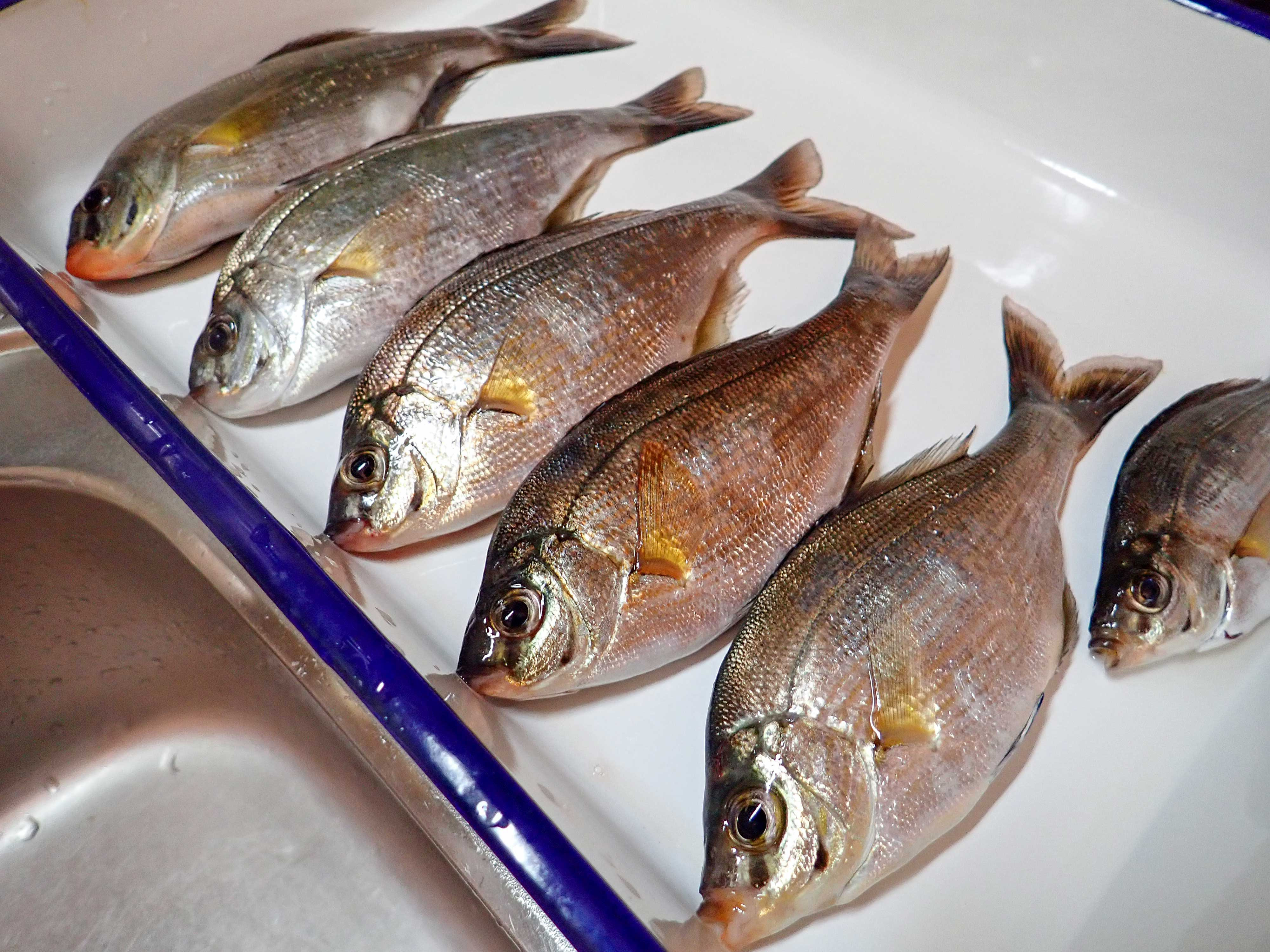 50 海タナゴ 食べ方 魚のすべて