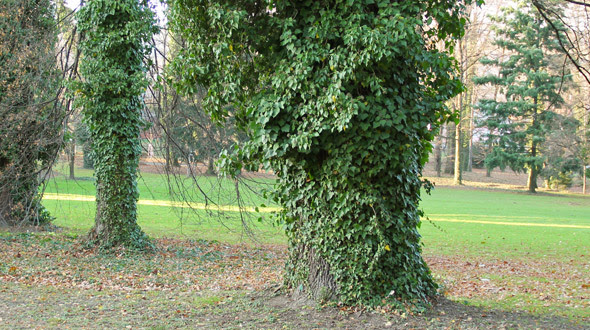 Therefore, make sure that the location you select is a permanent one that will offer up plenty of room for future grapevines. Saving Trees From Clinging Vines
