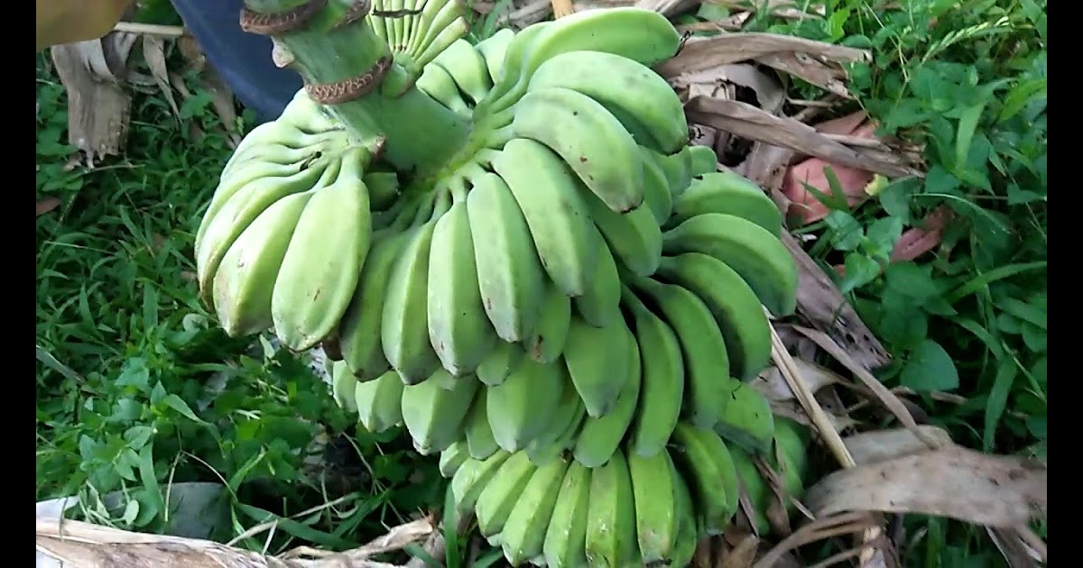 Pokok Pisang  Tanduk  Resep pisang  goreng tanduk  garing 