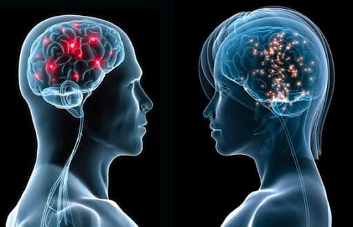 Human sexual dimorphism is confirmed; however, no
differences were found in the hippocampus The brains of adult males are 14% larger than female...