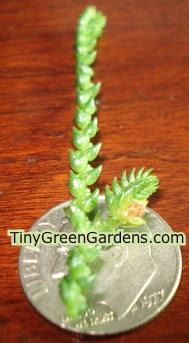 Maybe you would like to learn more about one of these? Watch Chain Plant Tiny Green Gardens Tiny Green Gardens
