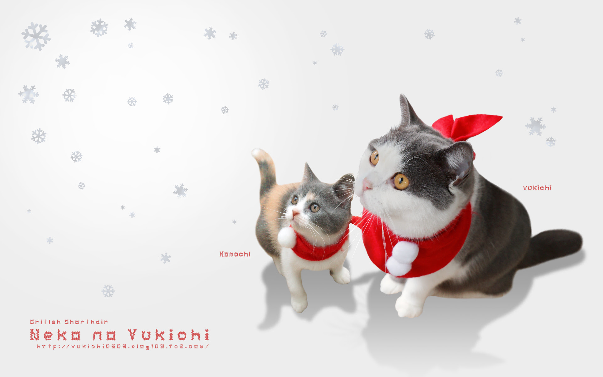 クリスマス 猫 壁紙 Jpbestwallpaper