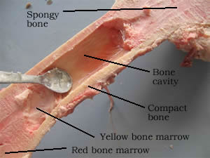 Terms in this set (12). Biology Bone Dissection