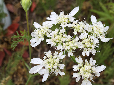 花 白い 小さい たくさん ��草 474857-花 白い 小さい たくさん 春 雑草