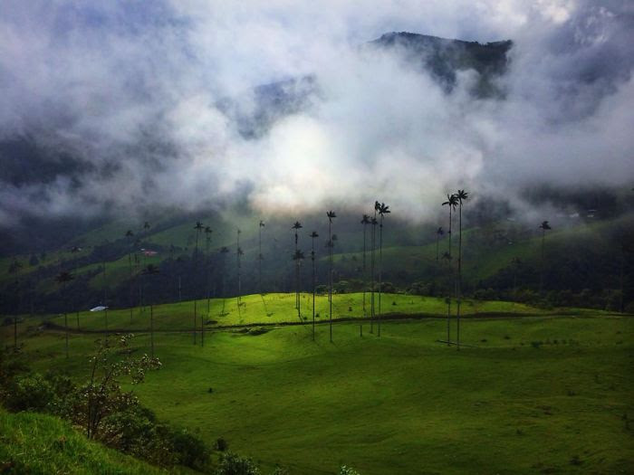 Wax palms in Salento, Colombia