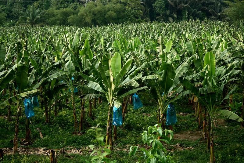 Kebun Pisang: Kebun Pisang