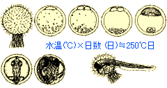 上メダカ 卵 成長 画像 最高のぬりえ