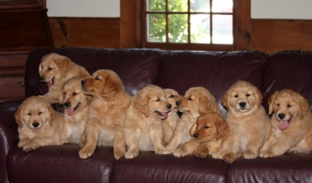 Hours may change under current circumstances Golden B Bear Kennels Golden Retrievers Plymouth New Hampshire