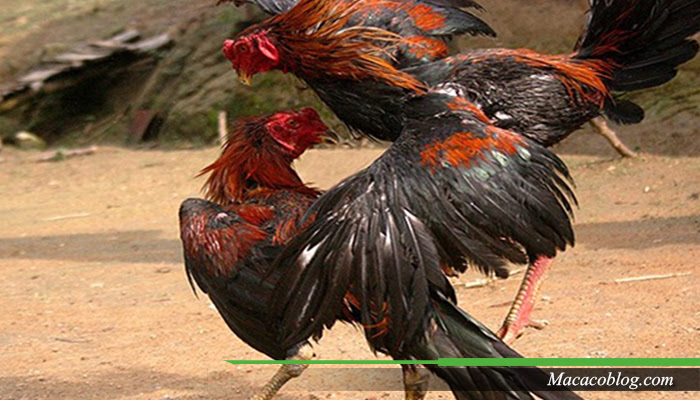 800 Gambar  Ayam  Aduan Terbaik HD Gratis Infobaru