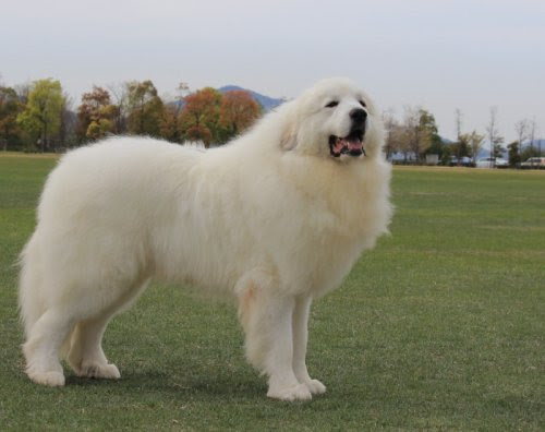 50 素晴らしい白い もふもふ 犬 大型犬 最高の花の画像