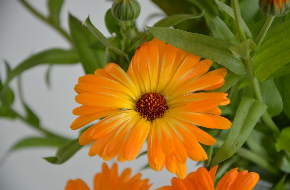 101 Gambar  Bunga Warna  Orange  Terbaik Gambar  Pixabay