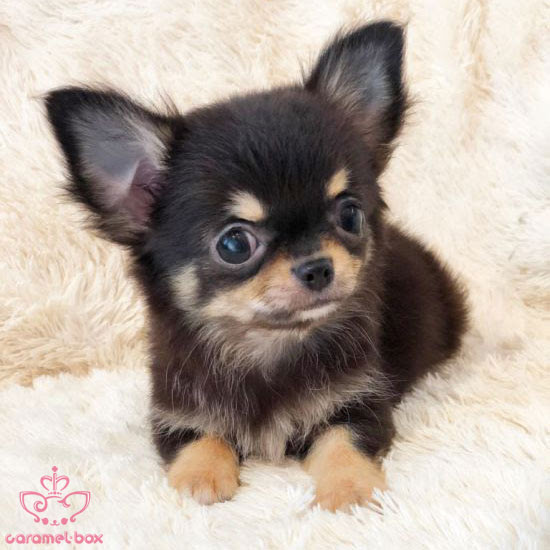 ユニーク子犬 可愛いチワワ 最高の動物画像