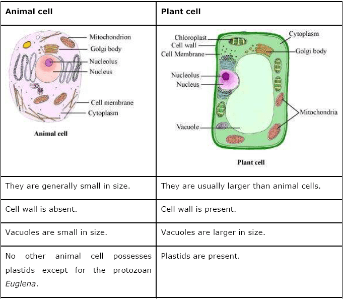 NCERT-CBSE Solution : Structure and Functions - TET ...