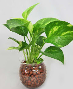 すべての美しい花の画像 50 素晴らしい風呂 観葉 植物