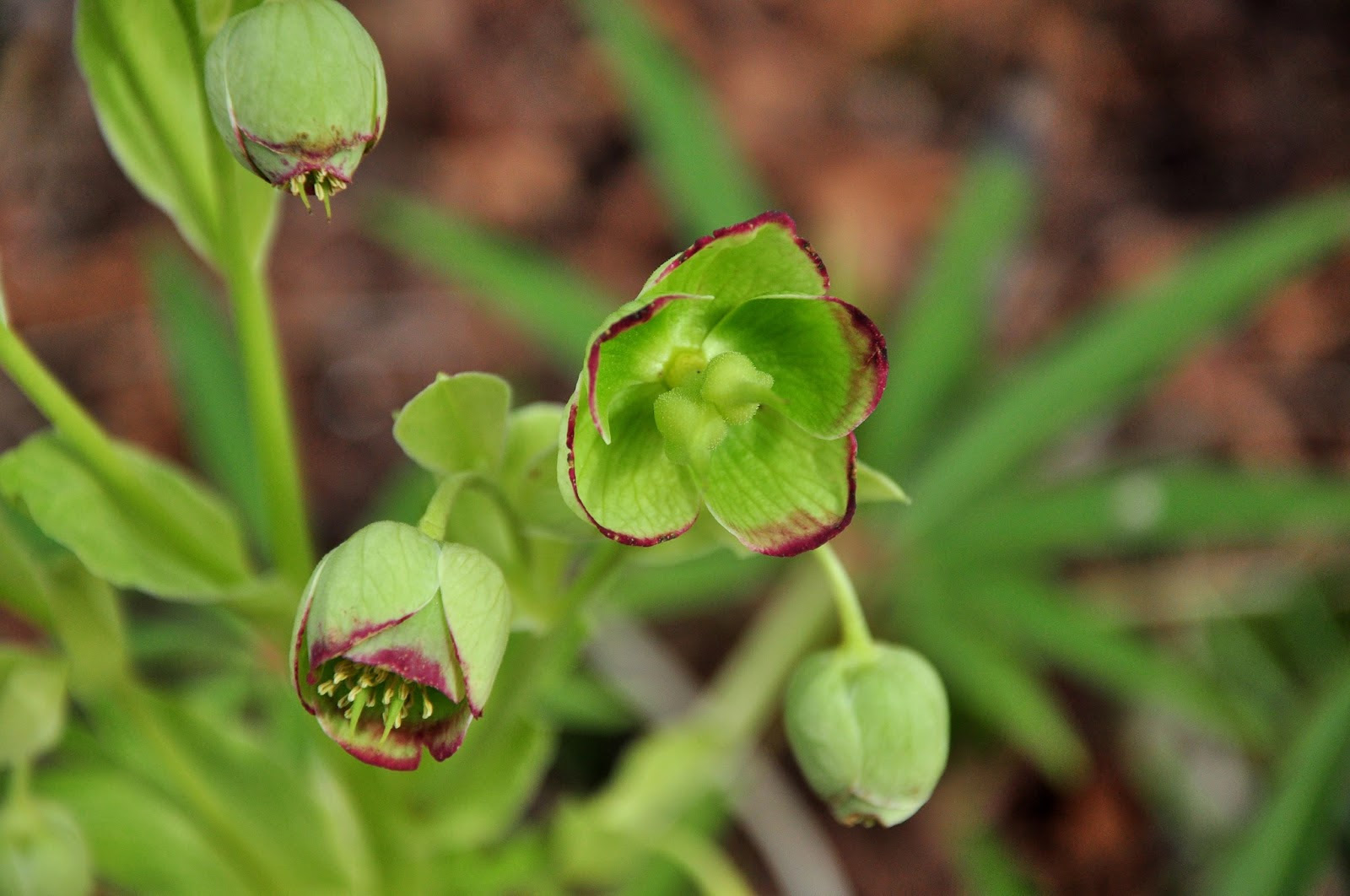 Nelle nostre schede potrete leggere tante curiosità e consigli riguardanti le diverse varietà di vegetazione spontanea che sviluppano fiori dal colore bianco; Fiori Spontanei