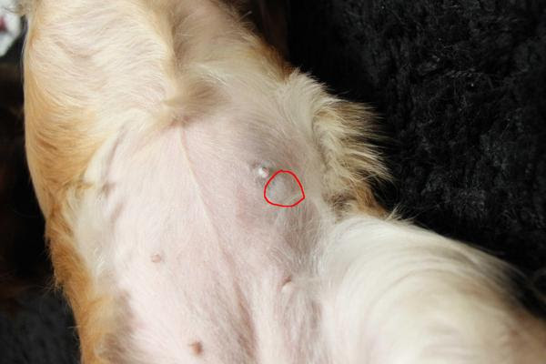 すごい 犬 お腹 しこり 大きい 画像動物フリー